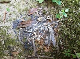 dead bird with feathers and bones on ground photo