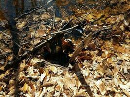 water draining into hole with leaves and sticks photo