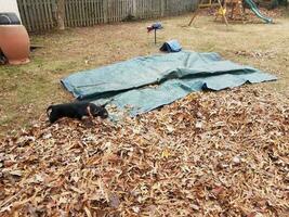 black dog and brown leaves and blue tarp photo