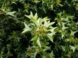 sharp or spiky green holly leaves on bush with flowers