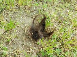 cut brown hair on green grass or lawn photo