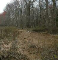 heron bird walking in wetland or swamp with trees photo