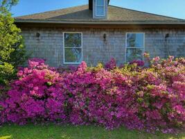 pink azaleas flowers blooming in front of wood house photo