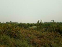 árboles y plantas en humedales o pantanos y pájaros grandes foto