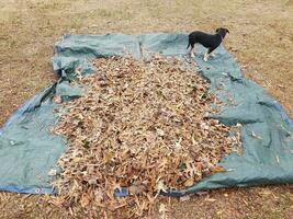 black dog and brown leaves and blue tarp photo