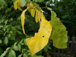 large yellow and green leaves with holes photo