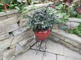 black peppers in red flower pot photo