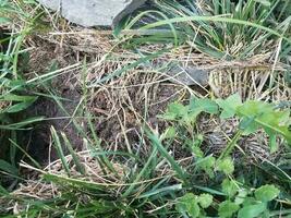 ants and their larvae and grass and rocks photo