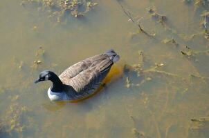 goose swimming in dark or murky water photo