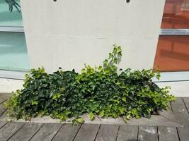 green ivy on the ground near cement and wood photo