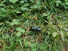 large black beetle in the grass photo