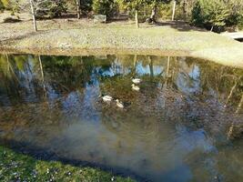 patos en un lago o estanque y hojas foto