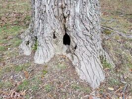 agujero negro oscuro en la base del árbol foto