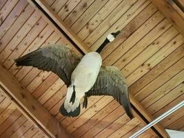 stuffed bird goose flying and wood ceiling photo