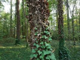 green and dead brown ivy on tree trunk in forest photo