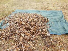 blue tarp and fallen brown leaves in autumn or winter photo