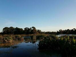 pájaro en árbol con agua de lago o estanque y pastos en florida foto