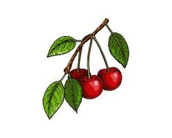 Hand drawn cherry branch with red berries and leaves isolated on white. Vector illustration in colored sketch style