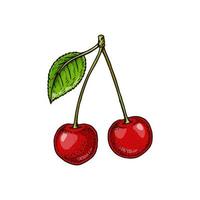 Hand drawn two cherries isolated on white. Vector illustration in colored sketch style