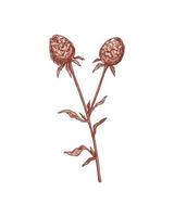 Hand drawn burdock isolated on white.  Vector illustration in sketch style