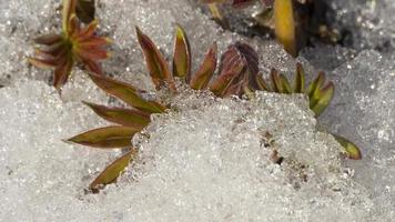 imagens de timelapse de derretimento de gelo e neve video