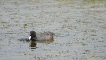 Blässhühner schwimmen im Teich video