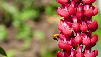 Bumblebee on red lupine flower