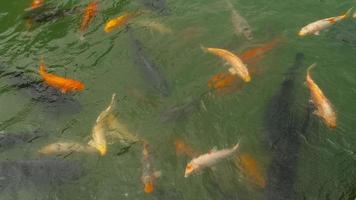 Koi fish and silver carp in pond eating.