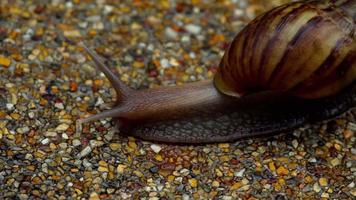 Garden snail crawling on pavement video