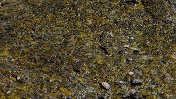 Rockskipper-Fisch auf dem Felsen am Strand video