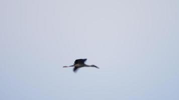 Asian Openbill storks flying in the sky video