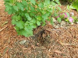 planta verde con agujero de animal en astillas de madera foto