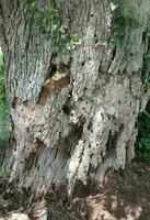 agujeros en el tronco de un árbol en descomposición foto