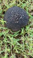 black mushroom or fungus in green grass photo