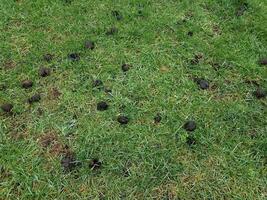 black oak tree galls or seed pods on green grass photo