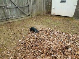 perro negro jugando en hojas marrones caídas foto