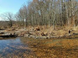 beaver dam in lake with brown leaves and trees photo