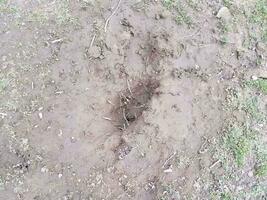 hole in dirt or mud with roots in yard photo