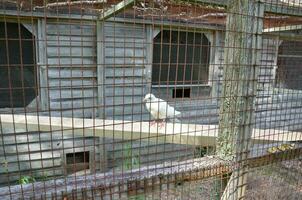 white bird and rusty metal cage and apple slices photo