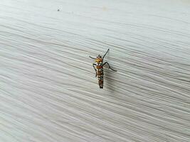 insecto rojo y blanco en el revestimiento de la casa blanca foto