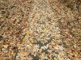 wood boardwalk or trail in woods with leaves photo