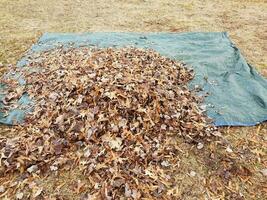 blue tarp and fallen brown leaves in autumn or winter photo