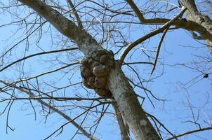 knot in a tree with branches and bark photo