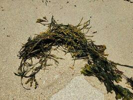 dried clump of kelp in wet sand with water photo