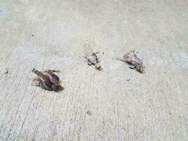 three dead birds on the cement photo