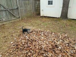 perro negro jugando en hojas marrones caídas foto