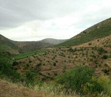 hills with plants and grasses and trees photo