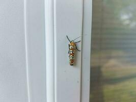 insect on door near no soliciting sign photo