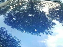 blue hood of car with reflection of tree and bird poop photo