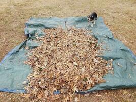 black dog playing in fallen brown leaves and blue tarp photo